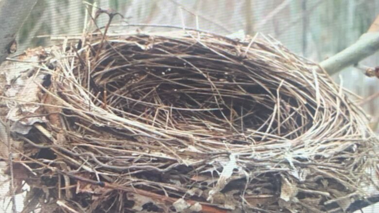 The Empty Nest Syndrome