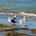 Winter seagulls arrive