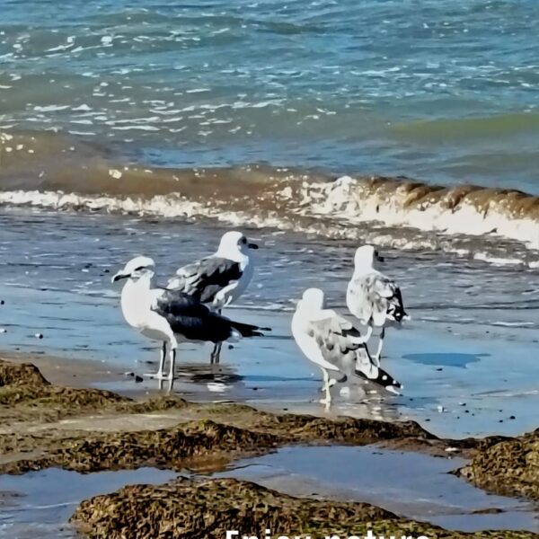 Winter seagulls arrive